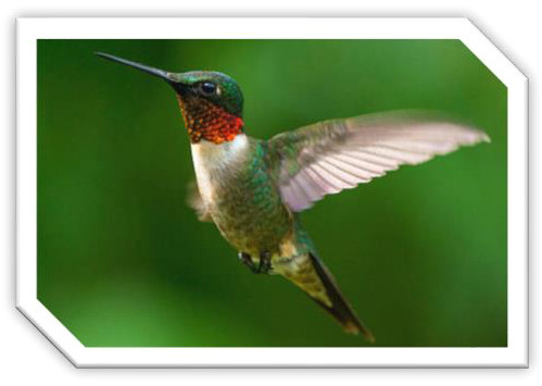 ノドアカハチドリ